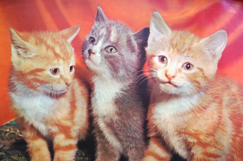 画像: お盆 スチールトレー 3匹の子猫